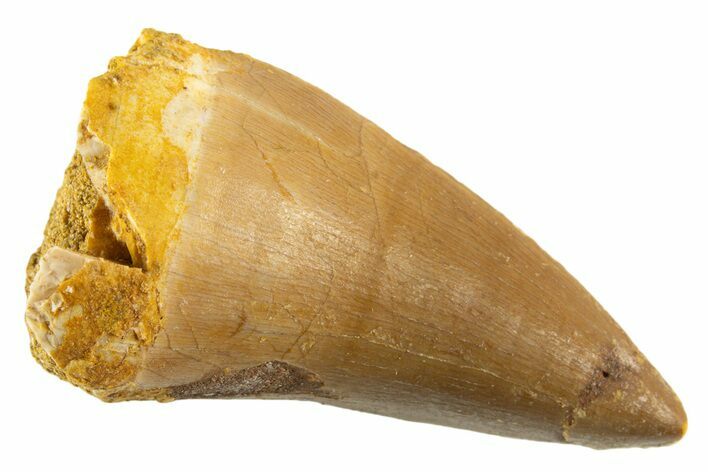 Fossil Mosasaur (Mosasaurus) Tooth - Morocco #332943